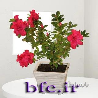 آزالیا
