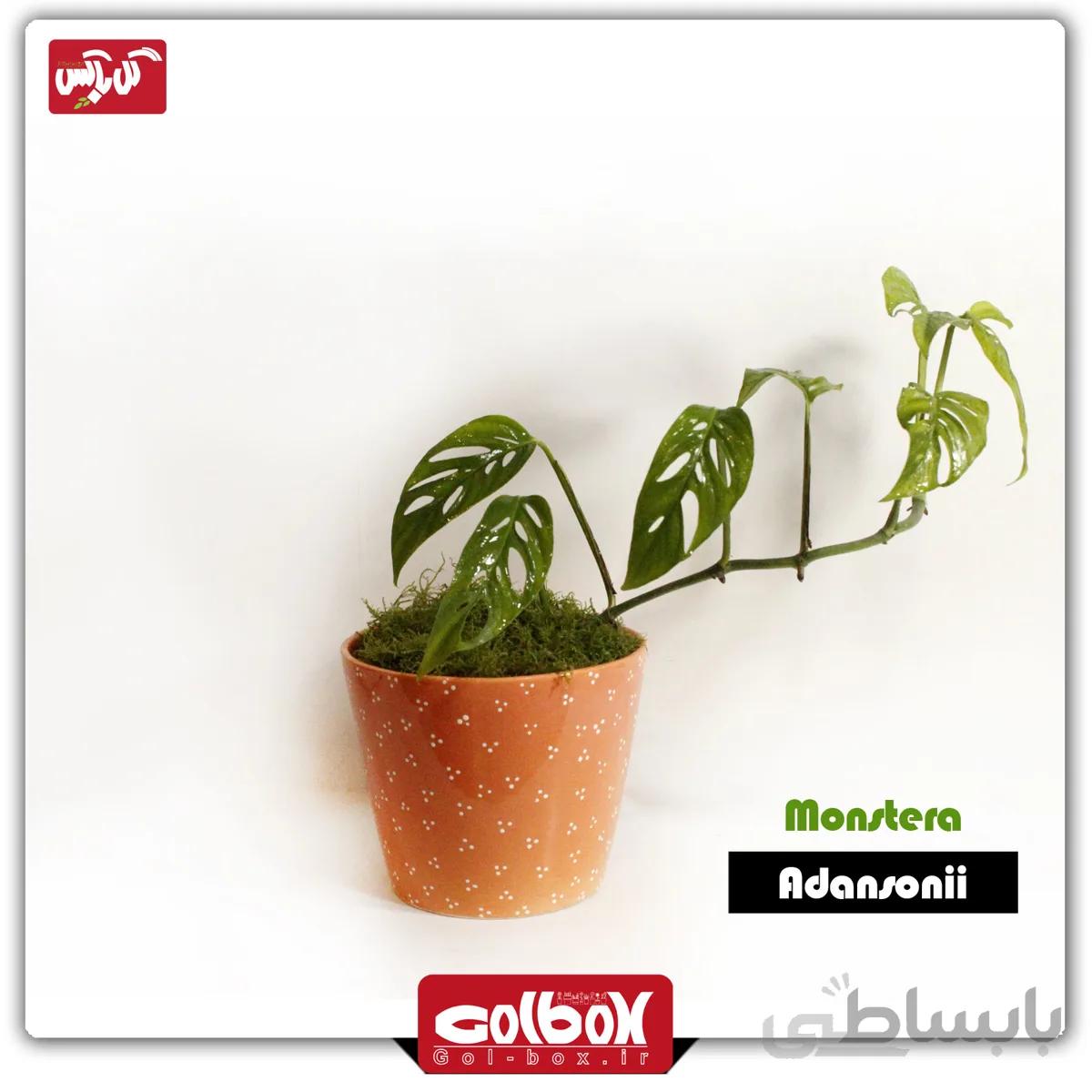 گل پتوس حصیری ایرانی