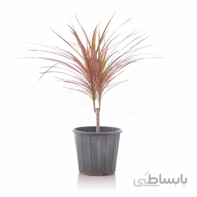 گیاه دراسنا پرچمی صورتی تنه دار