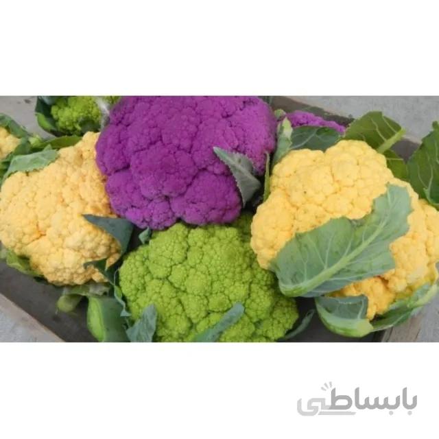 بذر گل کلم رنگی بسته 0.5 گرمی