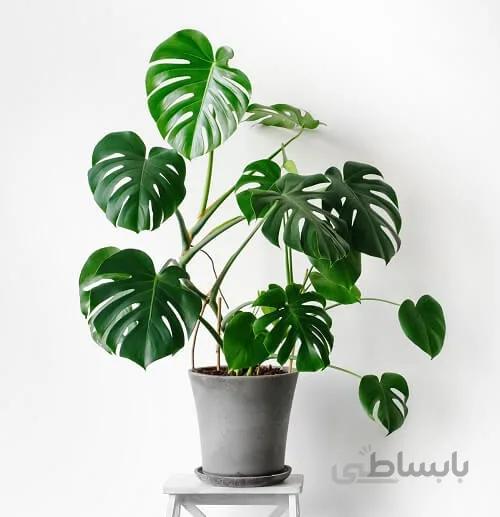 خرید برگ انجیری مونسترا طرح SB02 ( ارسال گل رایگان )