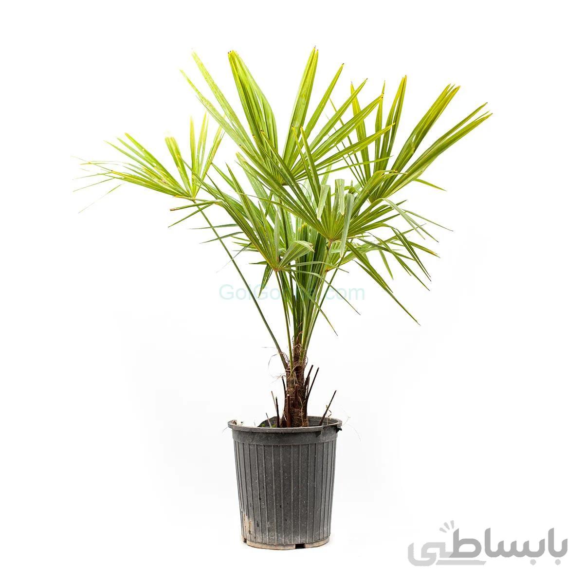 درختچه نخل بادبزنی (پالم واشنگتنی) | سایز کوچک