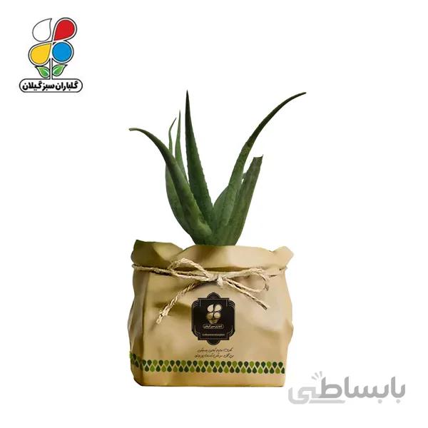 گیاه طبیعی آلوئه ورا گلباران