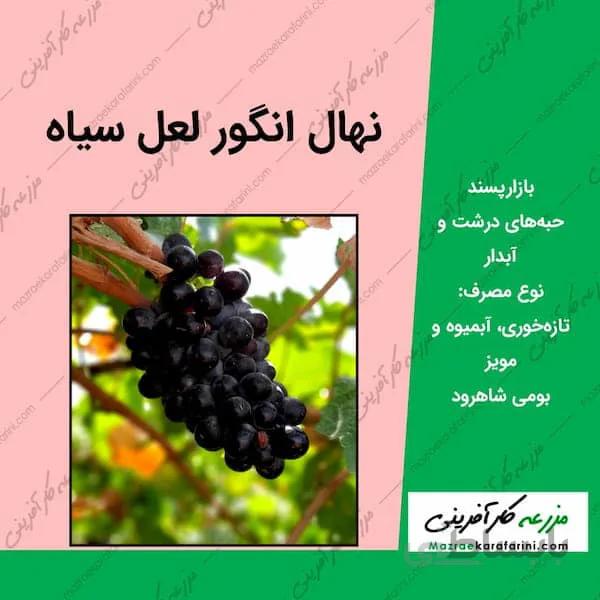 نهال گلدانی انگور لعل سیاه