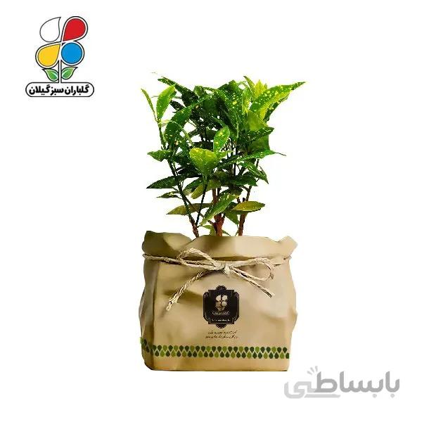 گیاه طبیعی آکوبا طلایی گلباران سبز گیلان مدل GN13-41K