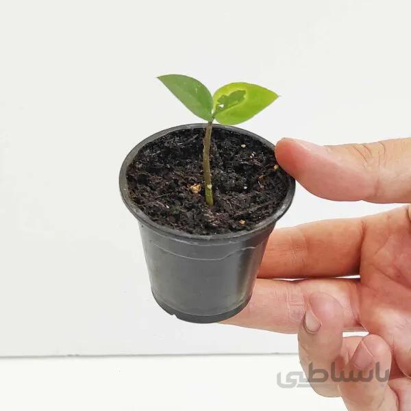 زامیفولیا ابلق (جوانه دو برگی)