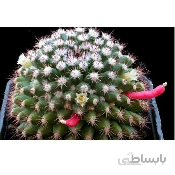 بذر مامیلاریا مامیلاریس ده عدد
