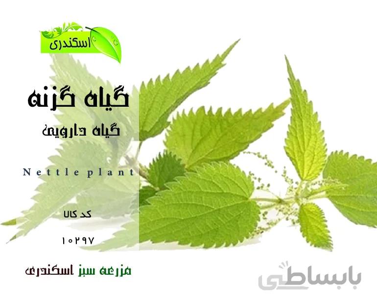 گیاه گزنه