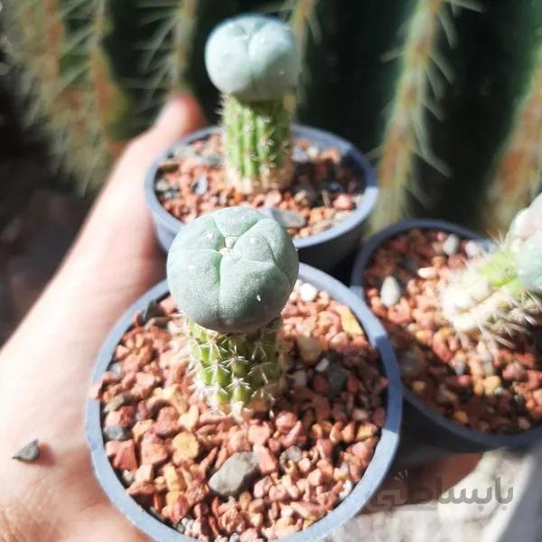کاکتوس لوفوفورا پیوندی | LOPHOPHORA