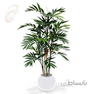 خرید گل آنلاین – نخل شامادورا Ch-011 ( ارسال گل رایگان )