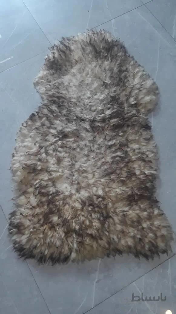 پوست گوسفند مرینوس طوسی ا cow skin