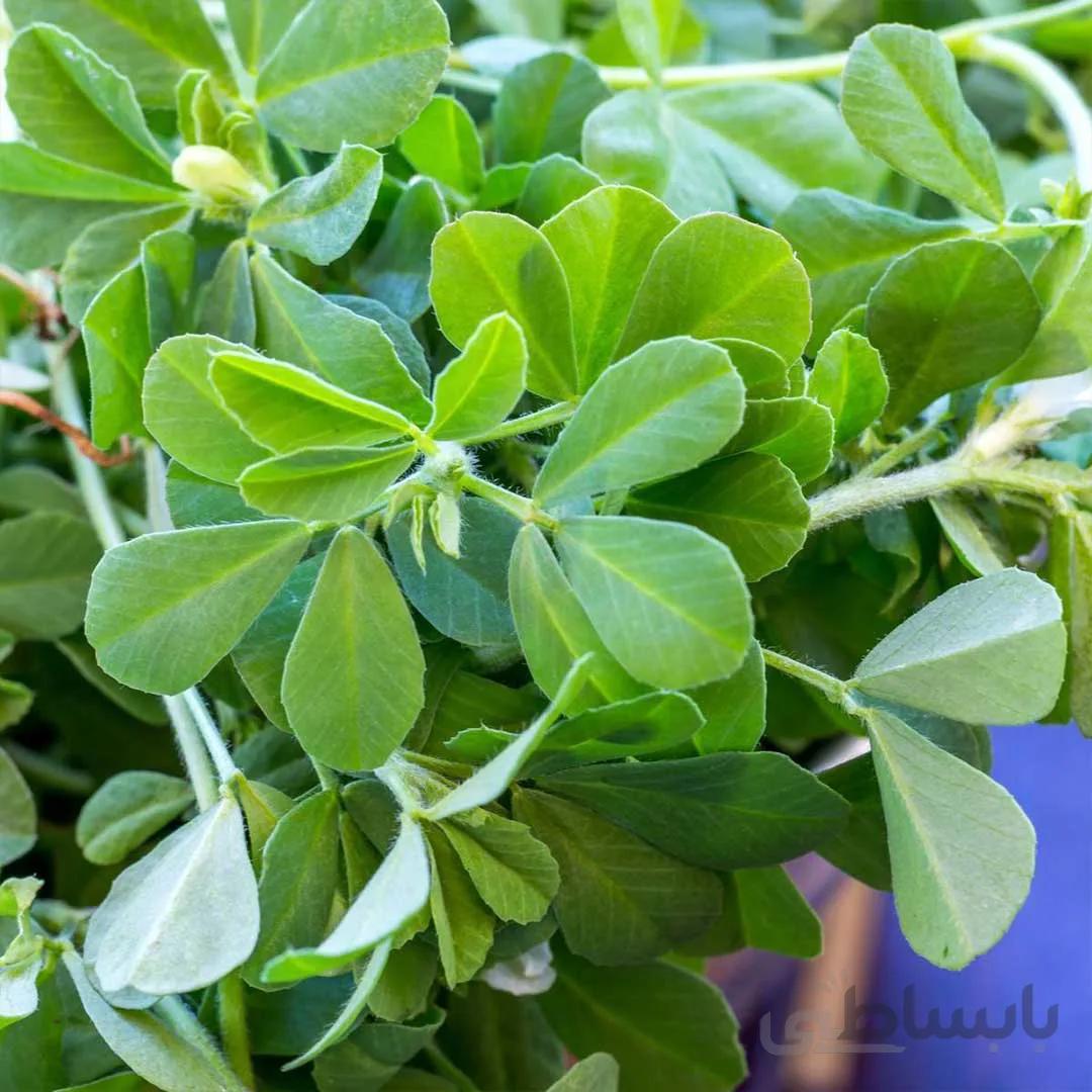 بذر شنبلیله