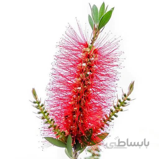 بذر درخت شیشه شور