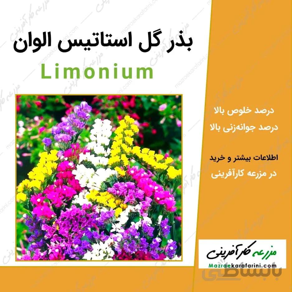 بذر گل استاتیس الوان