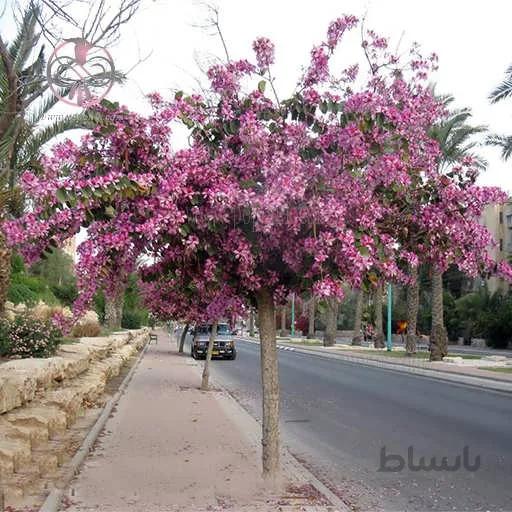 بذر درخت ارکیده هنگ کنگ صورتی