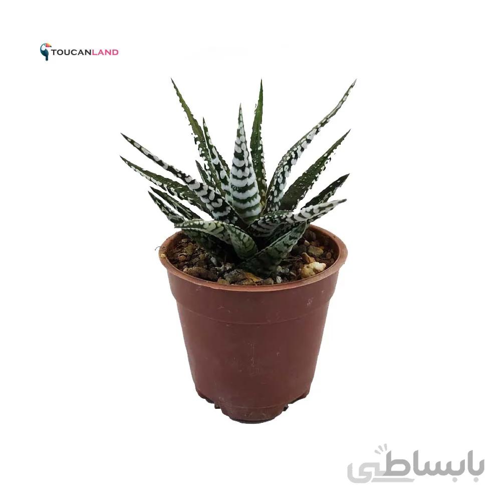 هاورتیا فاسکیاتا البا البینو