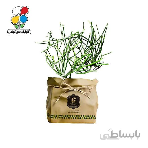 گیاه طبیعی افوربیا تیروکالی گلباران سبز گیلان مدل GN13-3TK