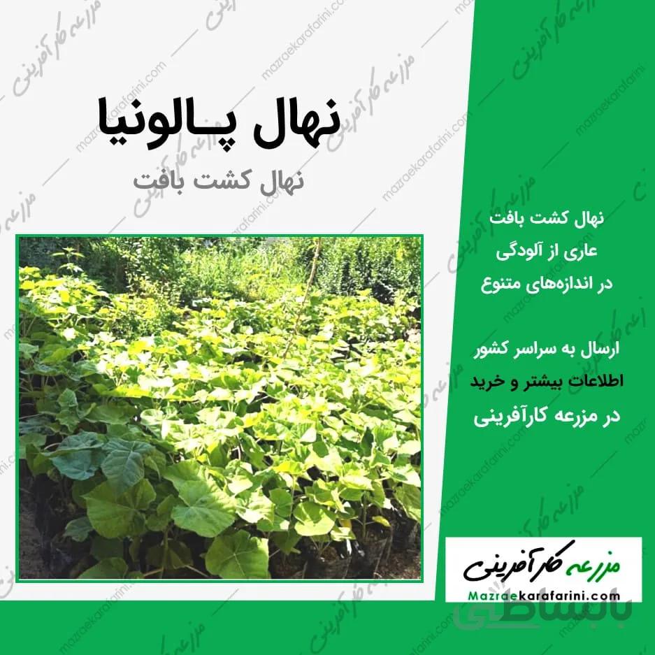 نهال گلدانی پالونیا (پائولونیا) - کشت بافت