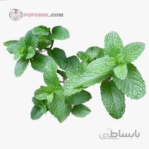 بذر نعنا دشتی