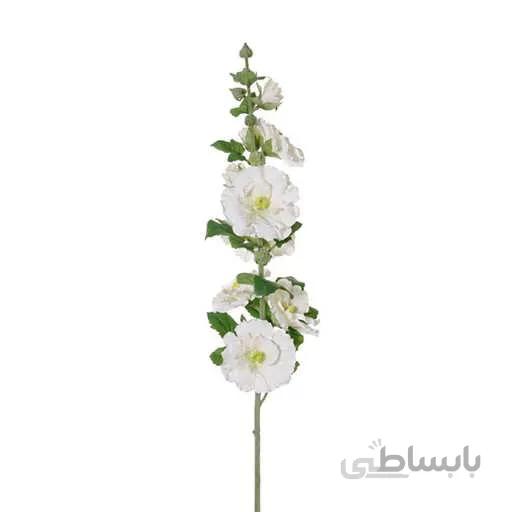 بذر ختمی پابلند سفید پرپر