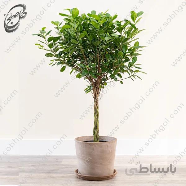 سفارش گل آنلاین – فیکوس بنجامین سبز بافت طرح F-013 ( ارسال گل رایگان )