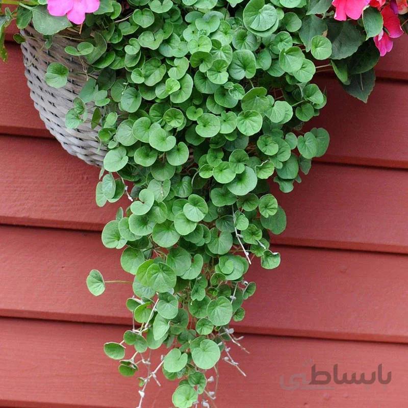 بذر چمن دایکوندرا آمریکایی بسته 2 گرمی