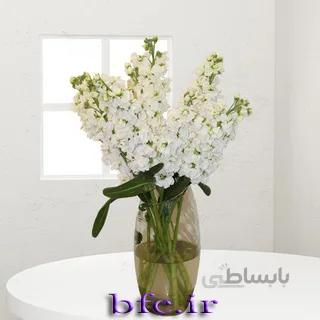 یک شاخه شبو