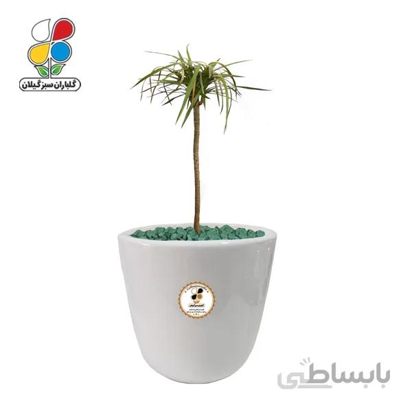 گیاه طبیعی دراسنا ابلق بزرگ گلباران