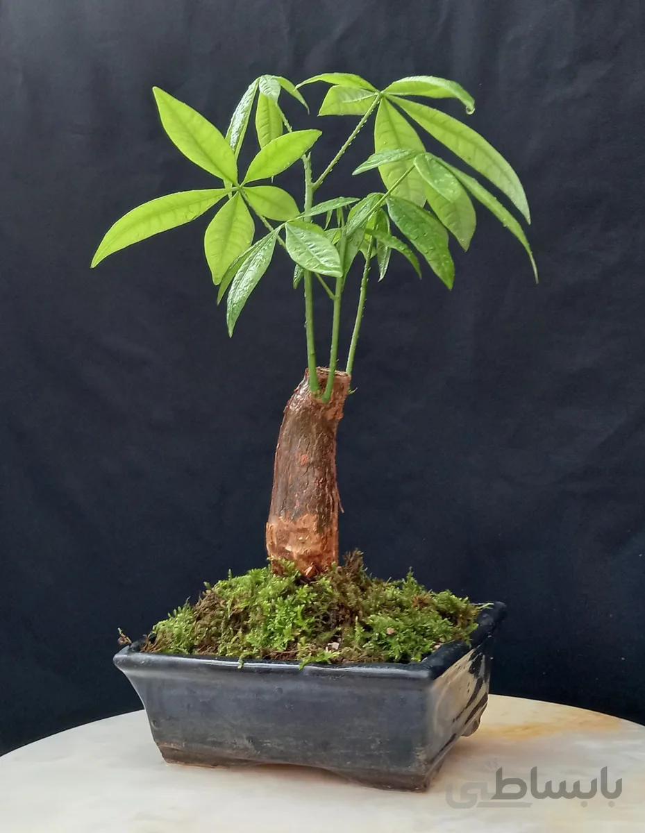 بونسای(بنسای) پاچیرا