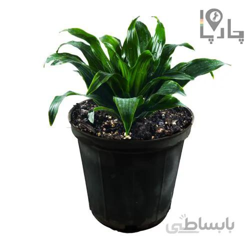 گیاه آپارتمانی دراسنا کامپکت