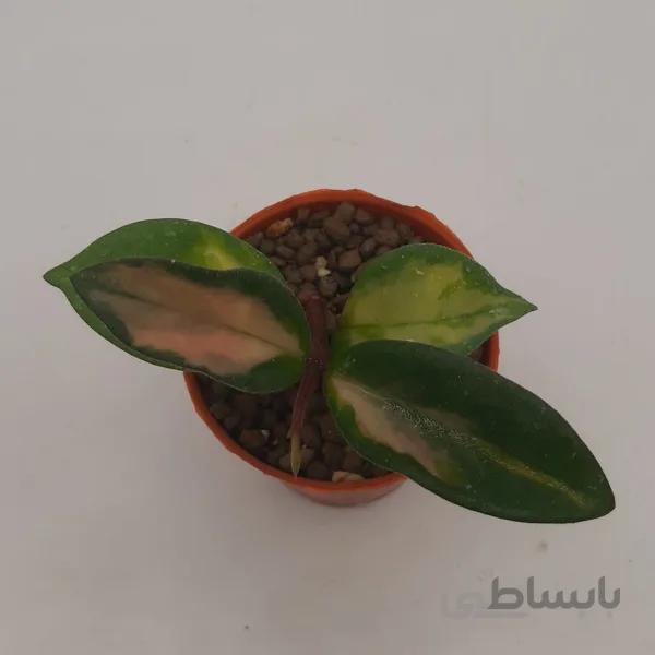 هویا کریمسون کویین (گلدان 6)