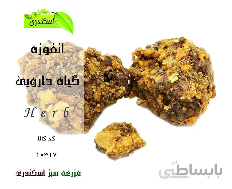 آنغوزه
