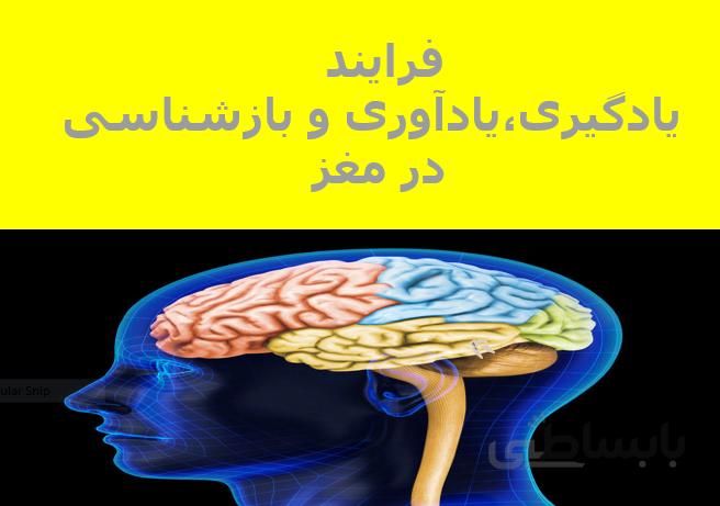 فرایند یادگیری، یادآوری و بازشناسی در مغز