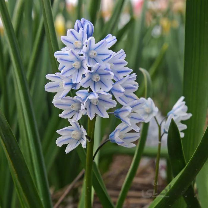 بذر گل striped squill