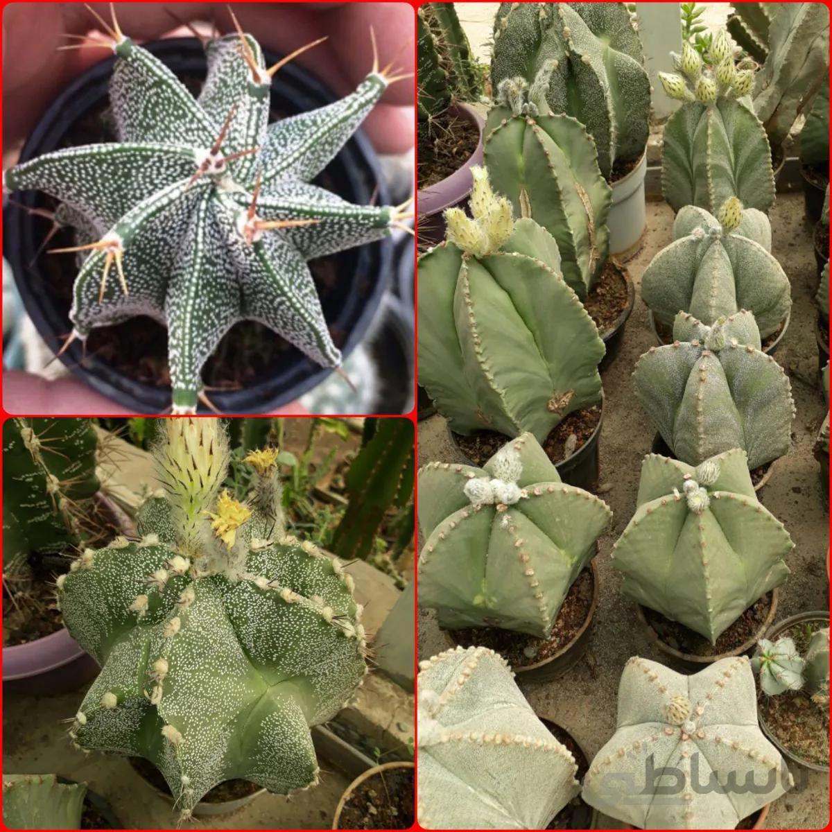 بذر آستروفیتوم اورناتوم و میروستیگما میکس | Astrophytum ornatum and myriostigma mix seed