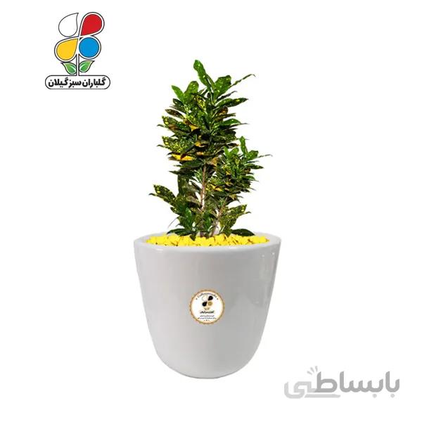 گیاه طبیعی کروتون متوسط مدل GN13-7M