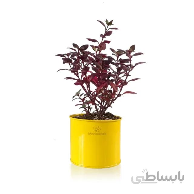 گیاه آیریزین یا برگ خونی
