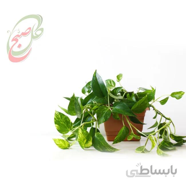خرید گل آنلاین – پتوس ابلق