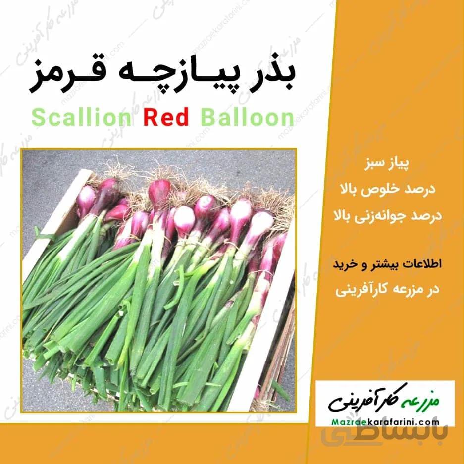 بذر پیازچه قرمز