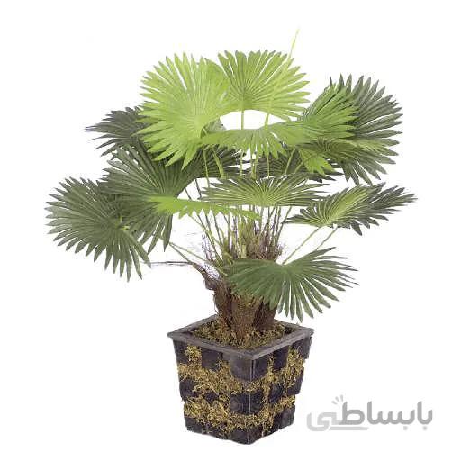 بذر نخل واشنگتن