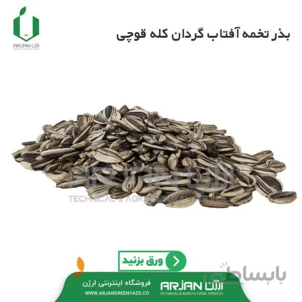 بذر تخمه آفتاب گردان کله قوچی