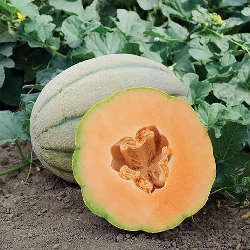 بذر طالبی