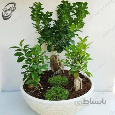 بونسای جینسینگ سه قلو سایز 6 طرح B-056 ( ارسال گل رایگان )