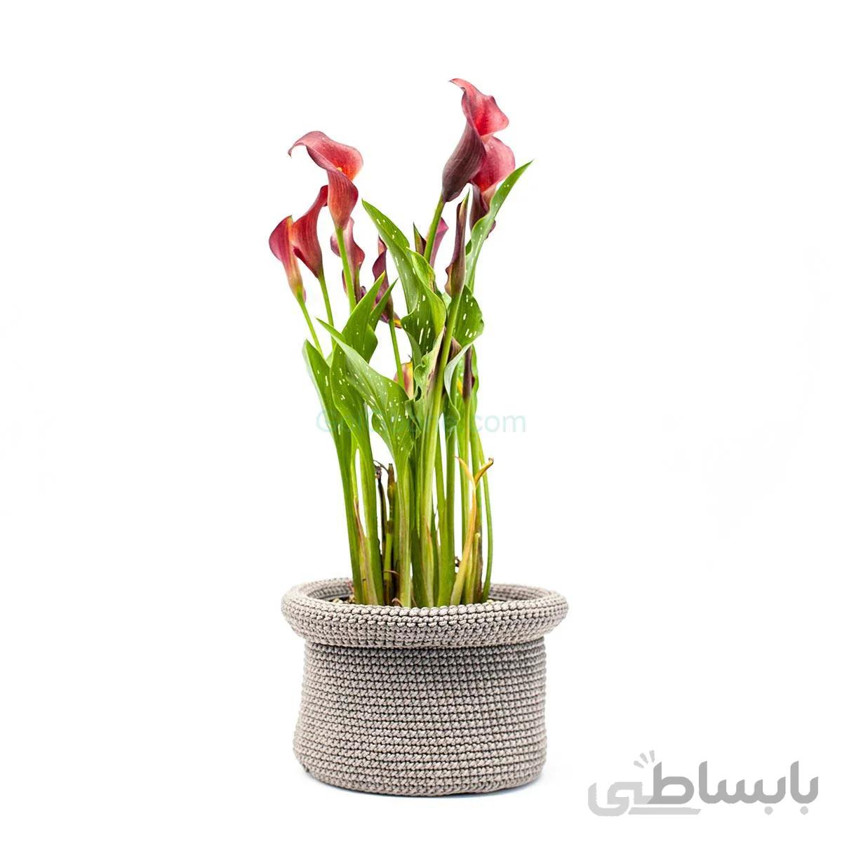 گل شیپوری به همراه کاور شالیزه | سایز بزرگ