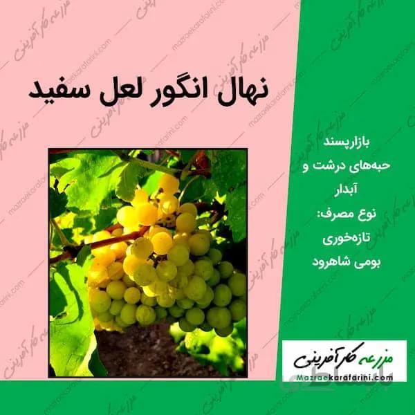 نهال انگور لعل سفید سبز شاهرود
