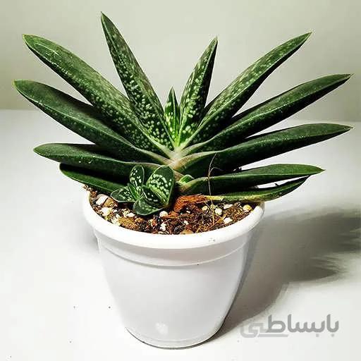 بذر ساکولنت گاستریا مخلوط