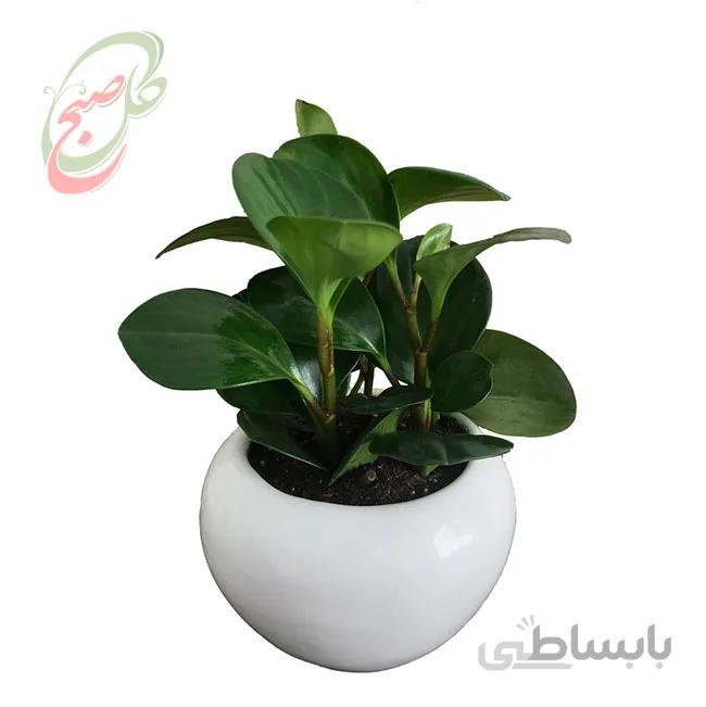 خرید گل آنلاین – پپرومیا برگ قاشقی کوچک رومیزی