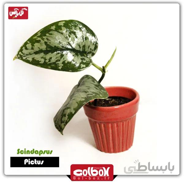 گل پتوس ابریشمی