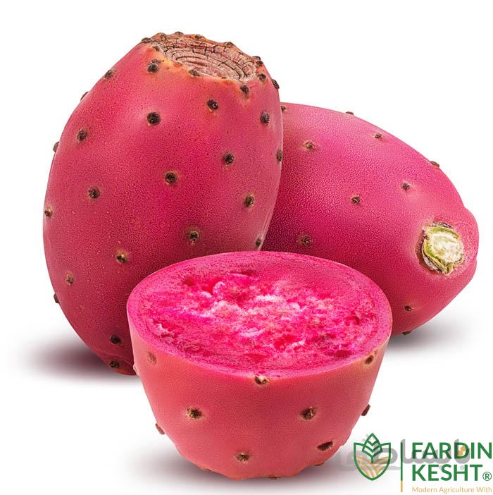 بذر میوه کاکتوس اپونتیا مالتا تو سرخ بسته 5 عددی
