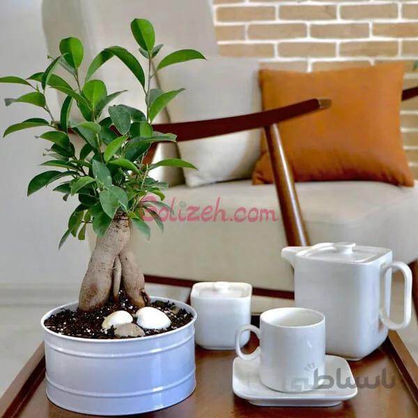 بونسای جنسینگ